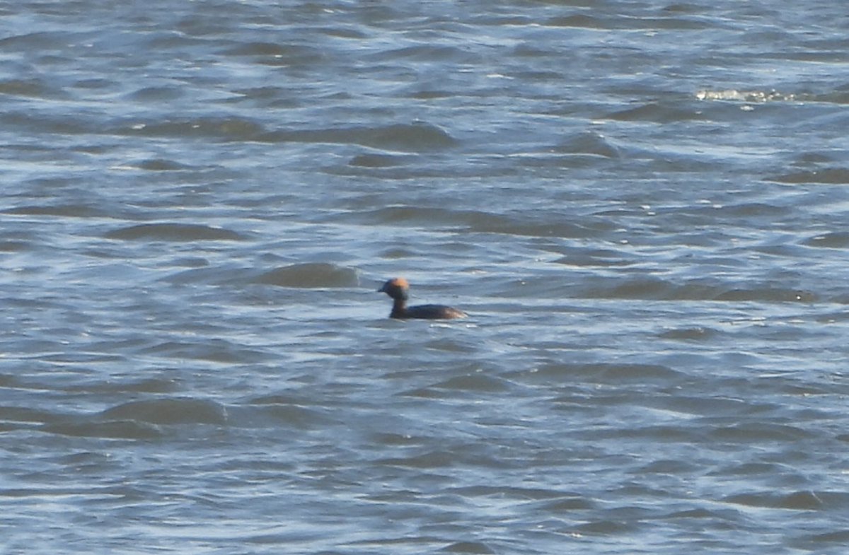 The Slavonian Grebe still at Wheldrake Ings this morning from Tower Hide (river levels have dropped overnight but Wellies still advisable) @LDV_NNR @YorkBirding @nybirdnews