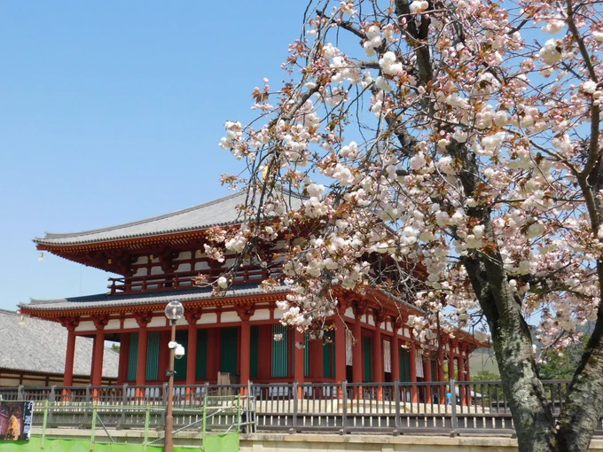 興福寺の八重桜が咲いてきた。今五分咲きくらい。The double cherry blossoms at Kofukuji Temple have begun blooming. About 50 percent now. 