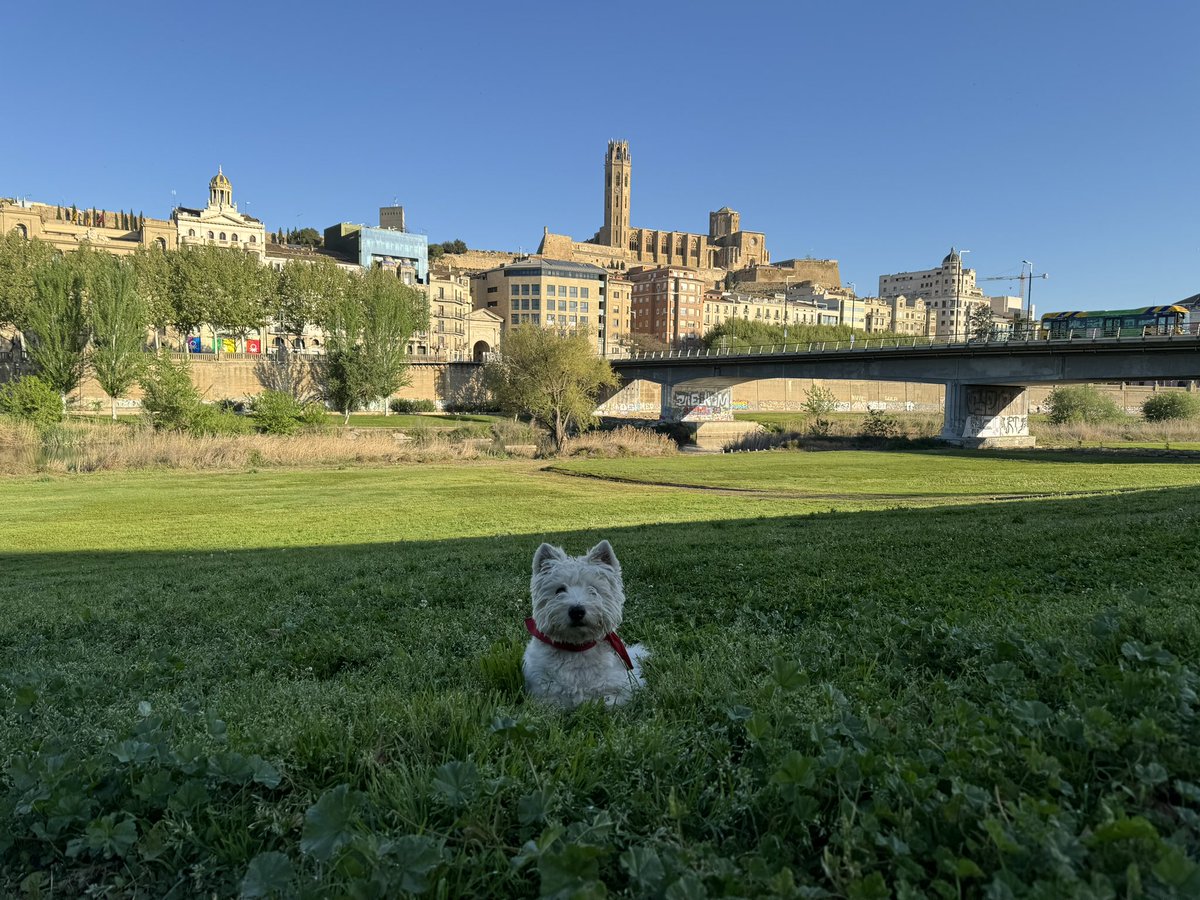 Avui dia totalment assolellat amb una temperatura de 18°, bon dia des de #Lleida #eltempstv3 #bondiumenge