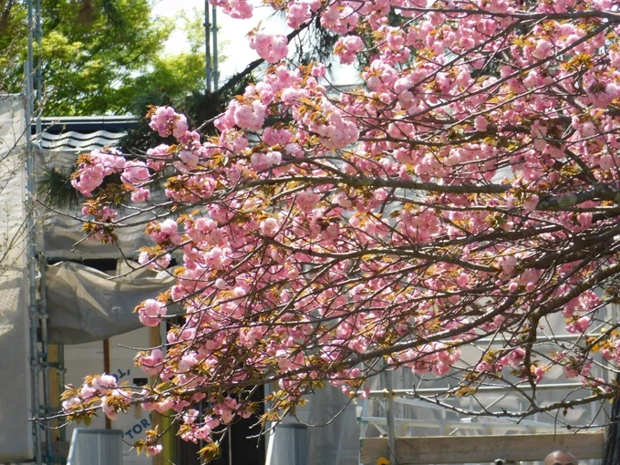 興福寺の八重桜が咲いてきた。今五分咲きくらい。The double cherry blossoms at Kofukuji Temple have begun blooming. About 50 percent now. 