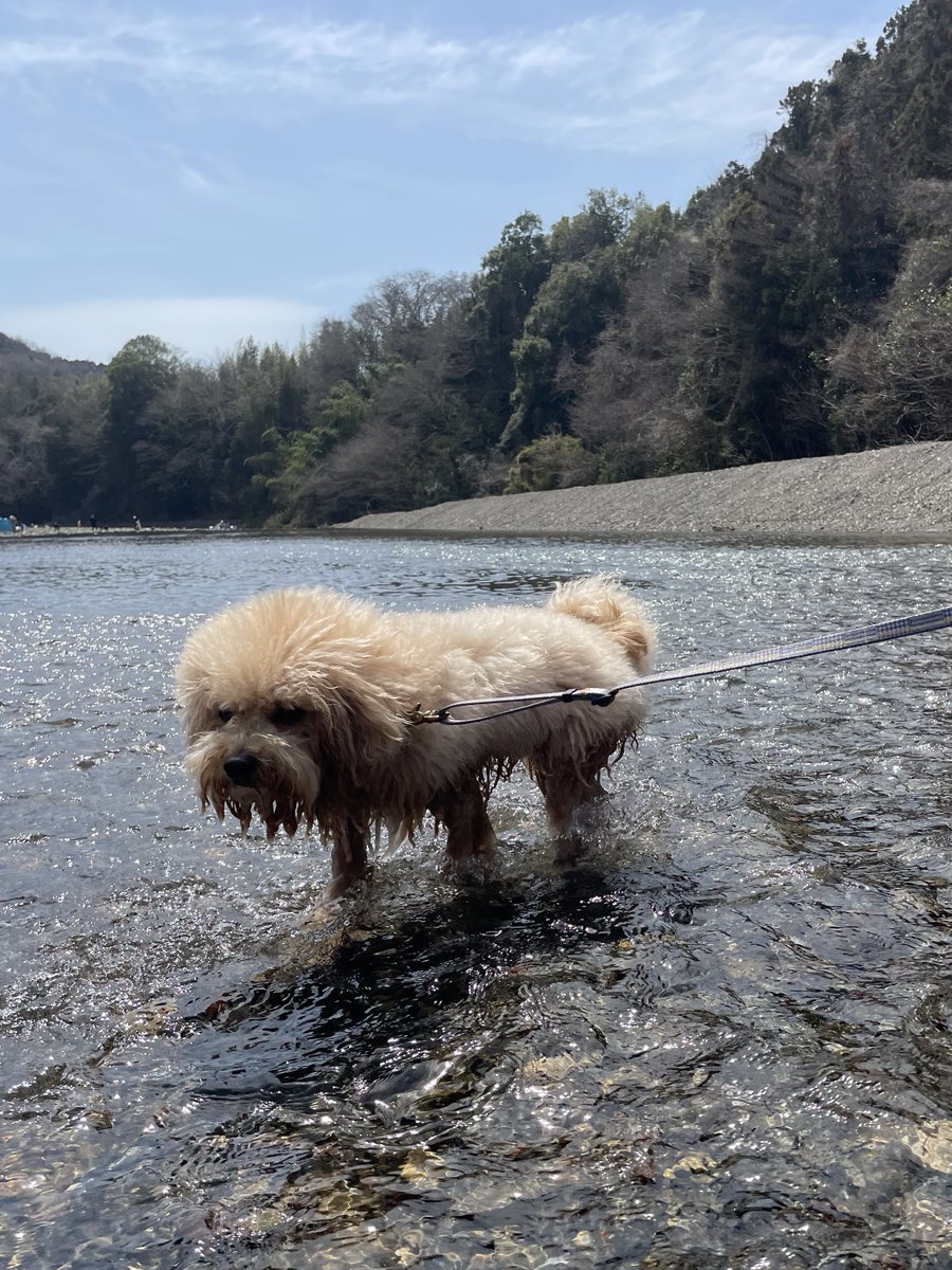 potechi_yade's tweet photo. もっと川遊びしたいのに、先に体の冷えが限界に達した犬。無念の撤退。 https://t.co/a9L6nU3zqe