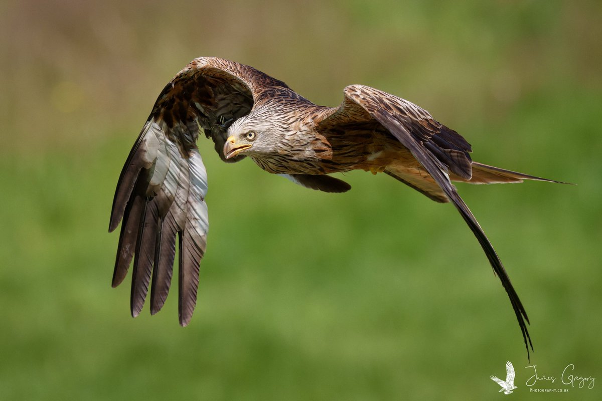 Red Kite in Mid Wales 🏴󠁧󠁢󠁷󠁬󠁳󠁿 #SonyAlpha #BirdsSeenIn2024 #thebritishwildlife #TwitterNatureCommunity @Natures_Voice