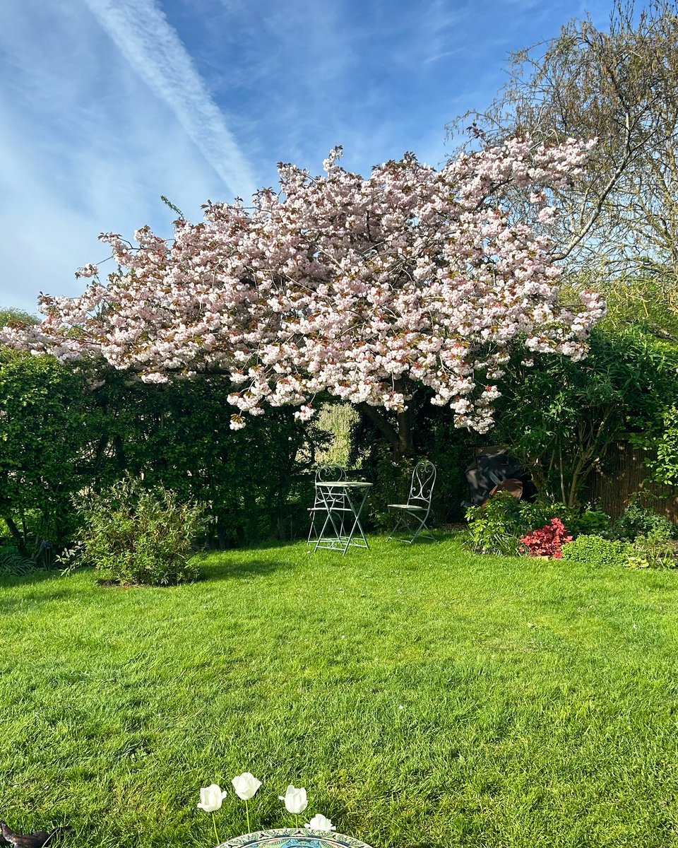 It’s the little things 💗 #spring #garden #blossom