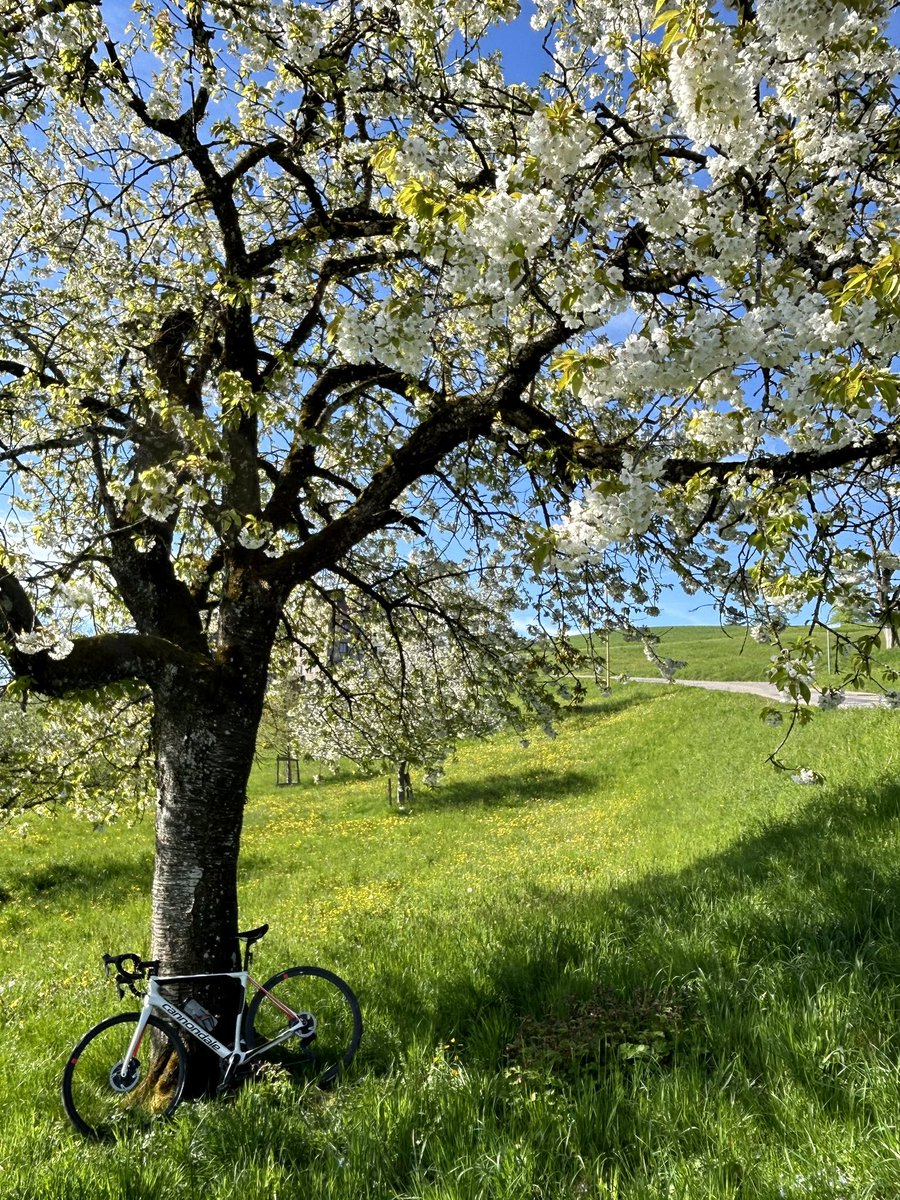 Sunday cycling #treeride