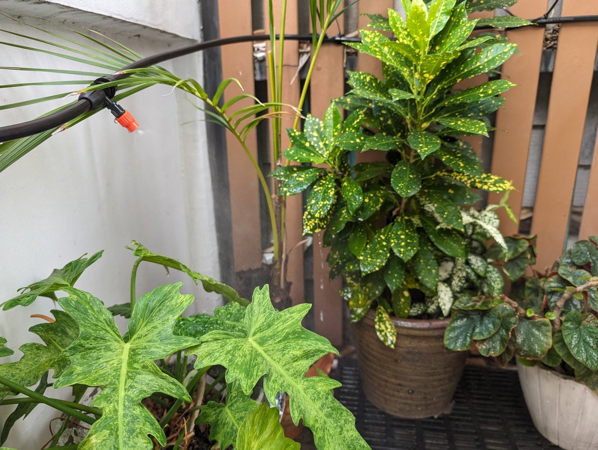 Rassarin_Noon's tweet photo. Holiday fun project:  Setting up auto irrigation system https://t.co/f4wL1PLnpt