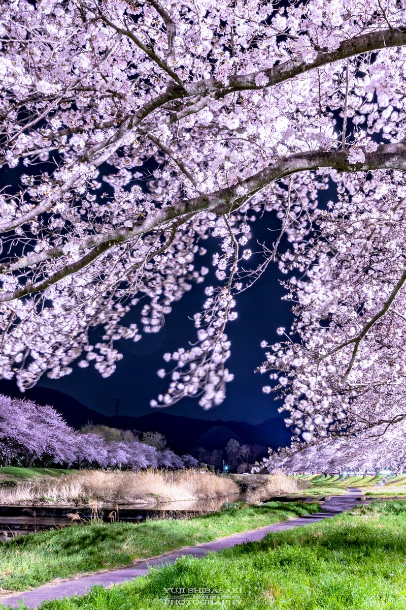 Yuji_48's tweet photo. 埼玉の本庄こだま千本桜は夜に紛れ https://t.co/3obS9NVqak