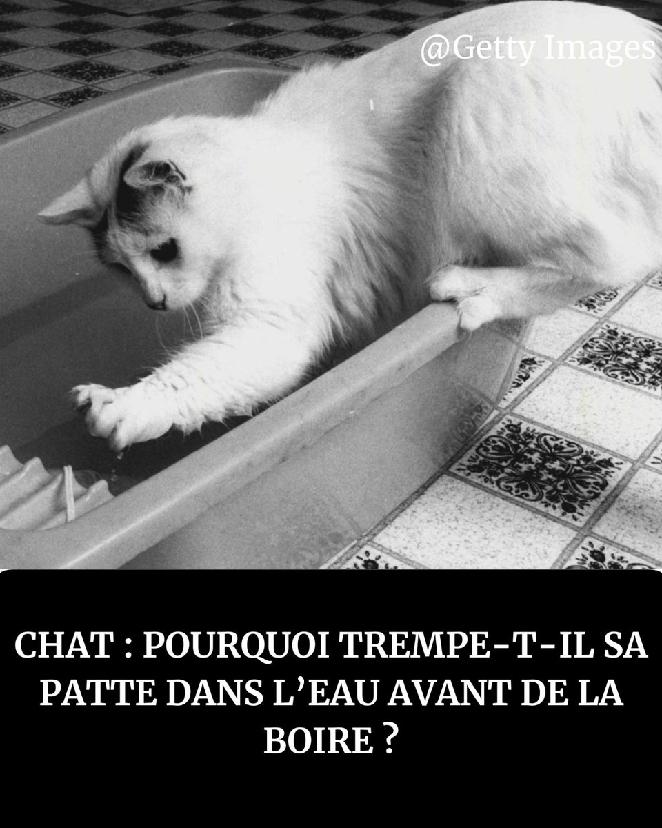 PsychoWeb tweet media