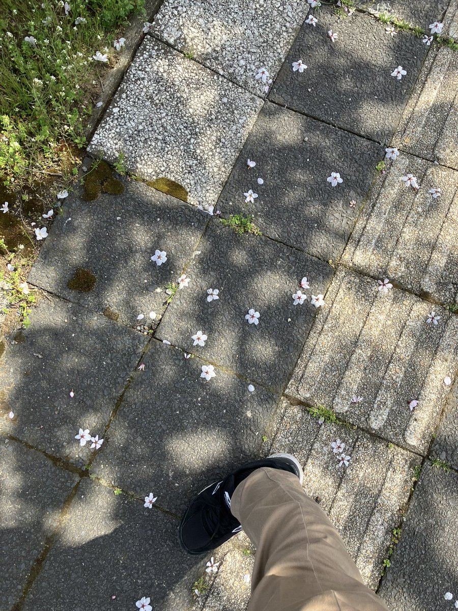 lyacococo's tweet photo. スズメがついばみ降らす桜の花の下を紫外線避けながらテストプレイ。
未踏の地域のミッションは実際歩いてみないと距離感とか地���（？）がわからないので自作ながらもどこに連れて行かれるんだかわからないワクワク感が。
参加賞ももろたしでいい散歩になりました。
＃ingress
 #ingressmission https://t.co/fH5kLpBXt3