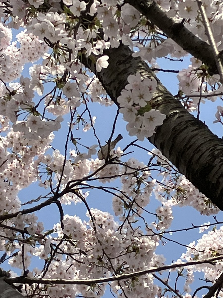 lyacococo's tweet photo. スズメがついばみ降らす桜の花の下を紫外線避けながらテストプレイ。
未踏の地域のミッションは実際歩いてみないと距離感とか地���（？）がわからないので自作ながらもどこに連れて行かれるんだかわからないワクワク感が。
参加賞ももろたしでいい散歩になりました。
＃ingress
 #ingressmission https://t.co/fH5kLpBXt3