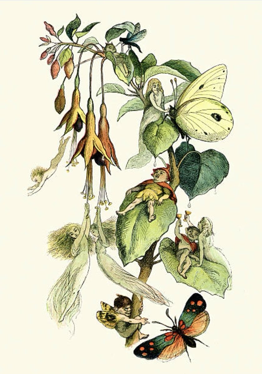 The mischievous household fairy is known by many names across the Welsh border, from Bwgan to Boogie, Bwbach to Hobgoblin. These supernatural creatures were known to help with chores in return for a bowl of cream. In some regions they took the shape of a cricket #folkloresunday