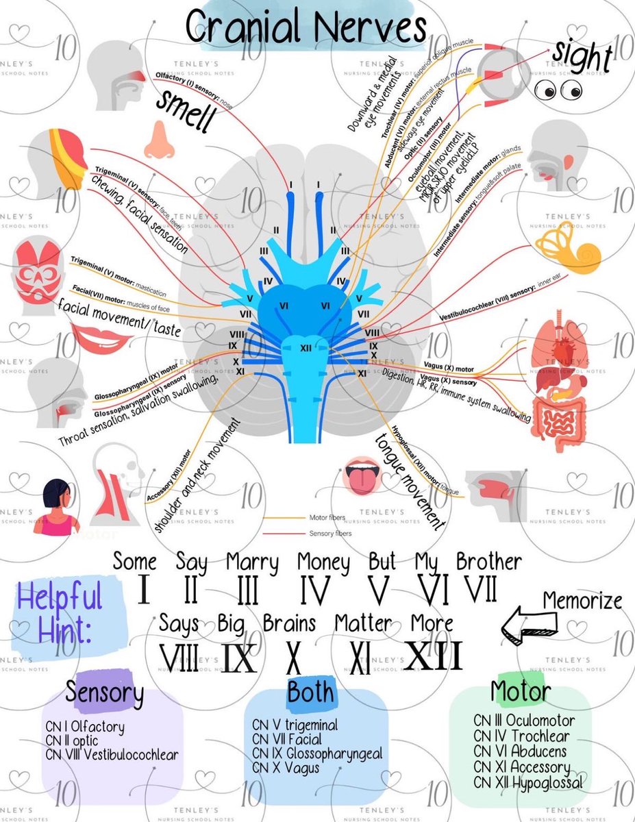 Cranial nerves by Tenley