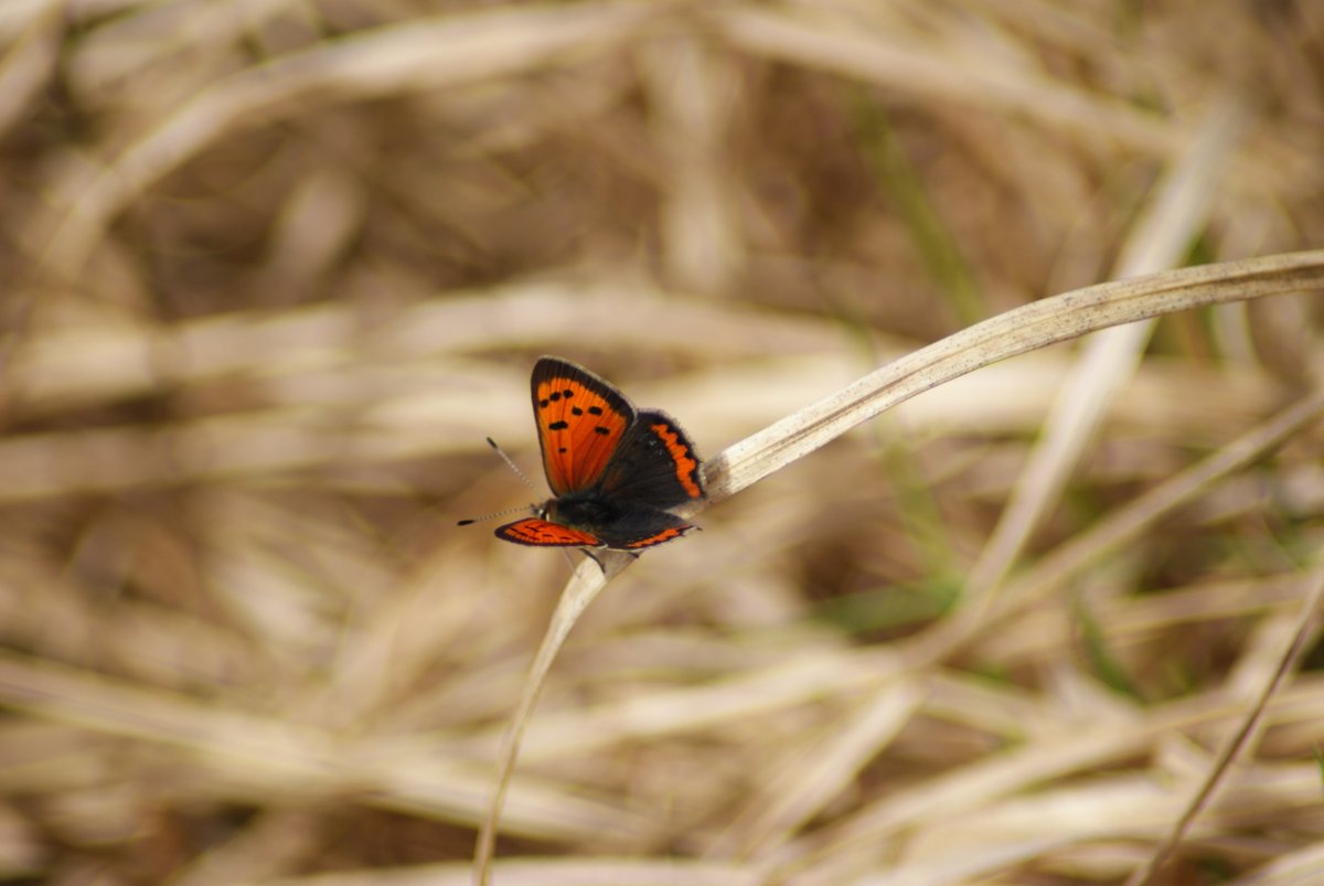 gisteren met een collega groentjes geteld in het W.B.
54stuks geteld ook 2x grote vos en 2x kleine vuurvlinder en meerdere andere soorten, 🦋🦋