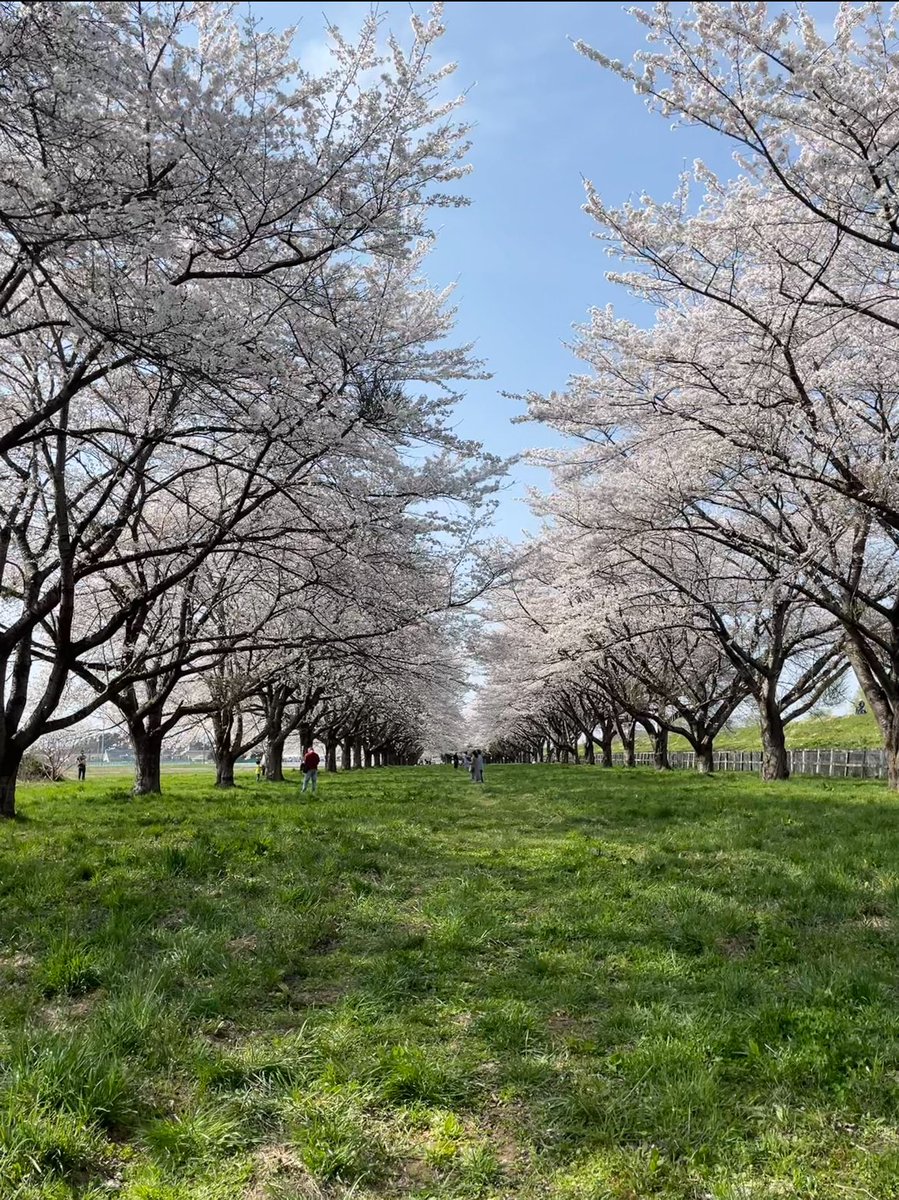 keng_kun's tweet photo. 花見🌸
#水沢競馬場
#桜並木一般開放 https://t.co/O7gSrQq0AN