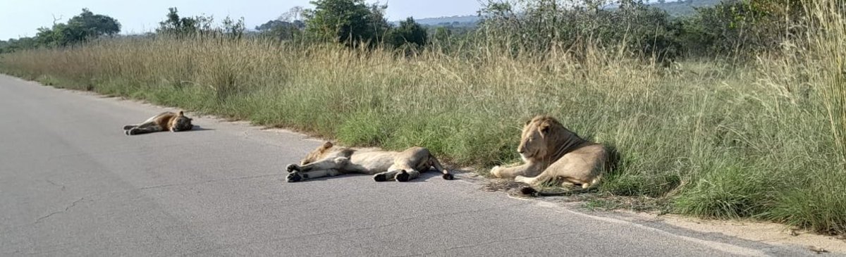 Stunning sighting on H1-1 close to transport dam.👌🏾👌🏾
#Myoffice
#KNP