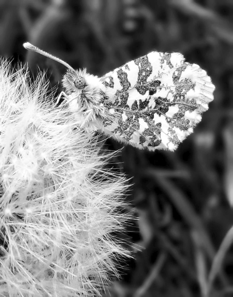 A #throwback to an orange tip #butterfly enjoying a dandelion a couple of years ago. #bnw_macro