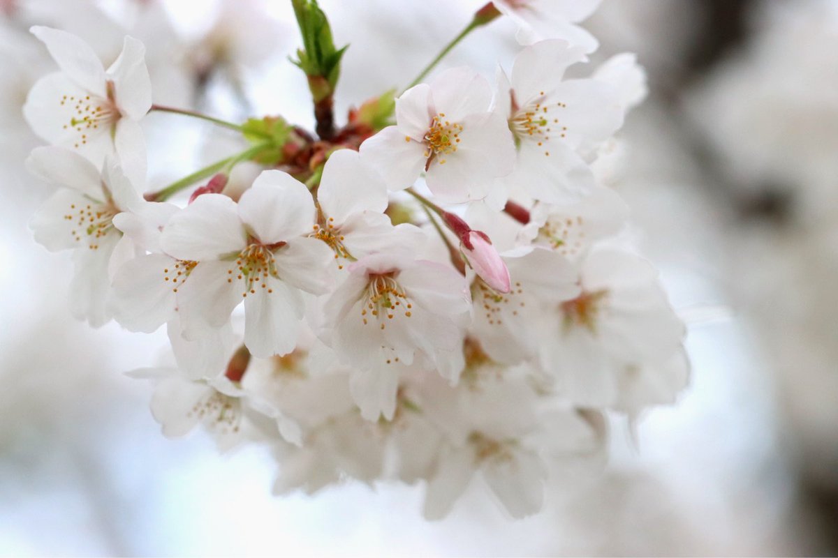 春の儚さ🌸
#桜
#TLを桜でいっぱいにしよう 
#TLを花でいっぱいにしよう 
#TLを花で一杯にしよう 
#カメラマンさんと繋がりたい 
#ファインダー越しの私の世界 
#額装のない写真展 
#春2024