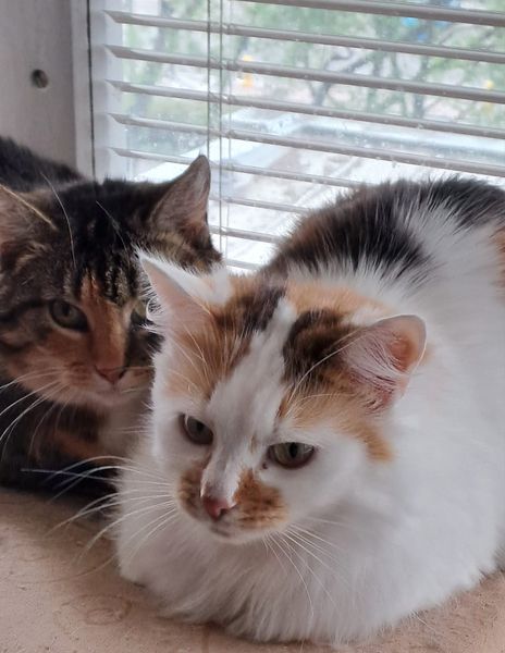 Sytuacja kryzysowa do bólu!🆘💔❗️🙏😭
Już wiemy,że nie wróci do domu Pani po udarze,której 4 lata temu dobre serce kazało przygarnąć kotną kotkę,a następnie zatrzymać kociaki - bo nie miała komu ich oddać,nie miała sumienia uśpić. 
Kotki są w Warszawie Tel.690-613-323