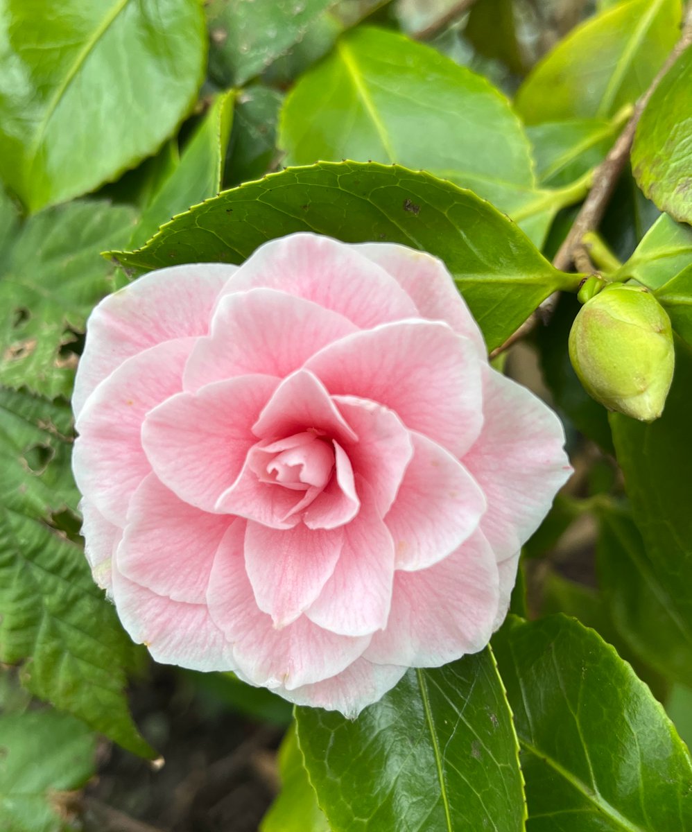 New on the blog: A Camellia Redemption - the story of Not-Debbie #gardenblog #camellia #mygarden #blog #springshrub #springgarden 
#taplink blackberrygarden.co.uk/2024/04/a-came…