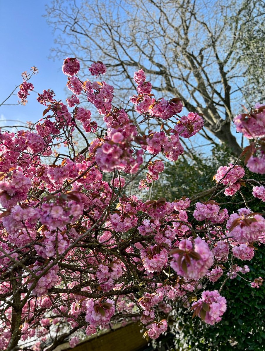 Love the tranquility of Sunday mornings, it’s so peaceful. The sun’s out and the cherry blossom has finally bloomed in the back garden. This makes me happy.