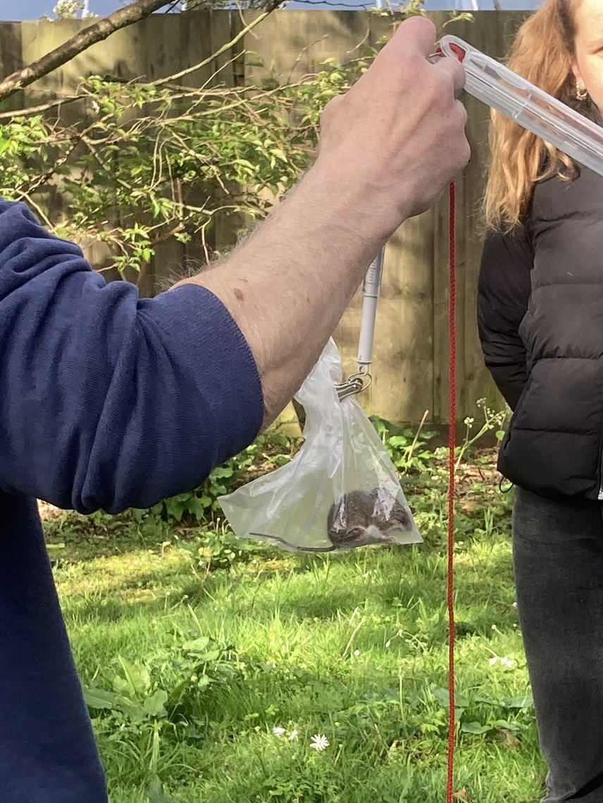 Lovely morning for an early start small mammal trapping in the gardens of Robinson College with Cambridgeshire Mammal Group on the last day of the @Mammal_Society Annual Conference. What a weekend! #mammals #mammalogy #nature #CitizenScience
