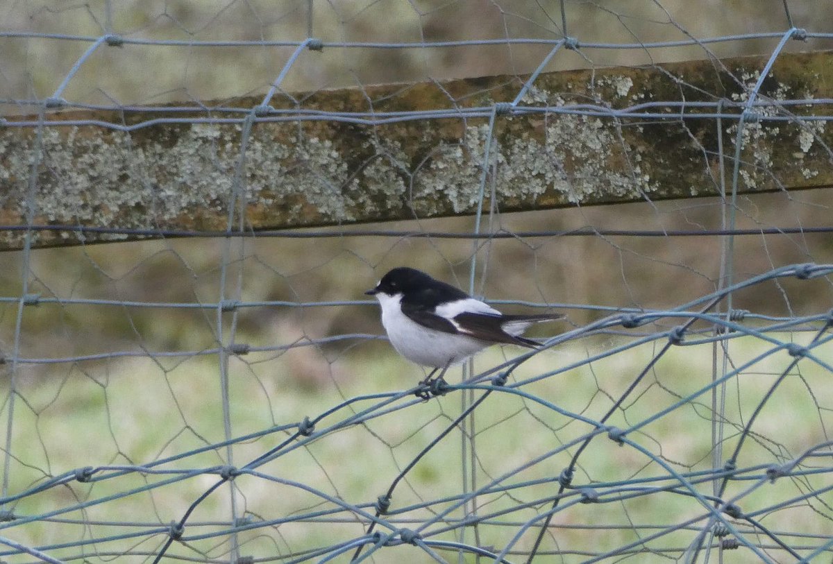 A very smart Pied Flycatcher just dropped in next to my house on Llanllwni Mountain this morning
#carmsbirds