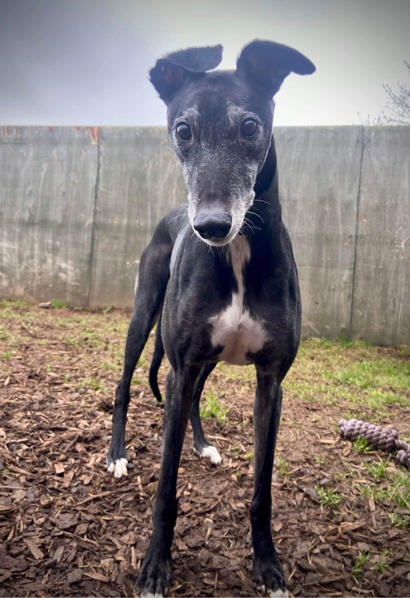 Please retweet to help Flint find a home #PLYMOUTH #DEVON #UK Affectionate Greyhound aged 11. Flint is looking for an experienced home as the only pet. He can live with children aged 13+. Please contact the shelter for more information or just share to help 🐶🏡 DETAILS or…