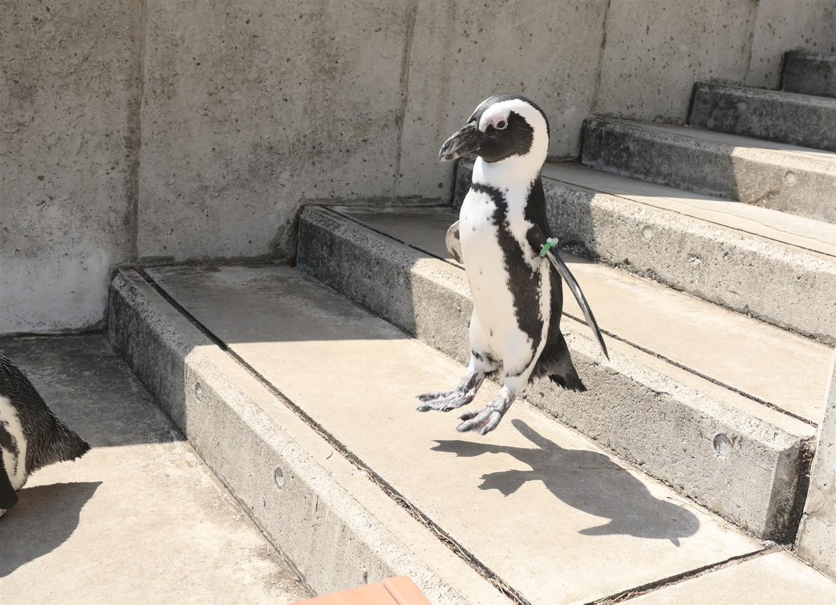 ケープペンギンだって跳べるんだ🐧💨！！！ #八景島 #シーパラ #ふれあいラグーン #ケープペンギン