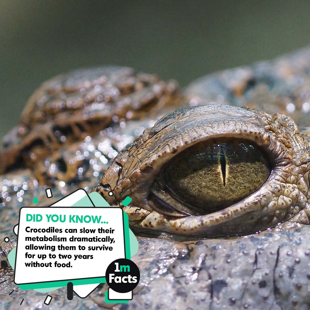 1m__facts's tweet photo. 50 Wild Facts About Crocodiles: Everything You Didn’t Know!
https://t.co/TyWBlmjVFz
#crocodiles #reptiles #wildlife #swamp #predator #nilecrocodile #naturephotography #crocodilelove #savethecrocs #crocobsessed https://t.co/XIpHItc72r