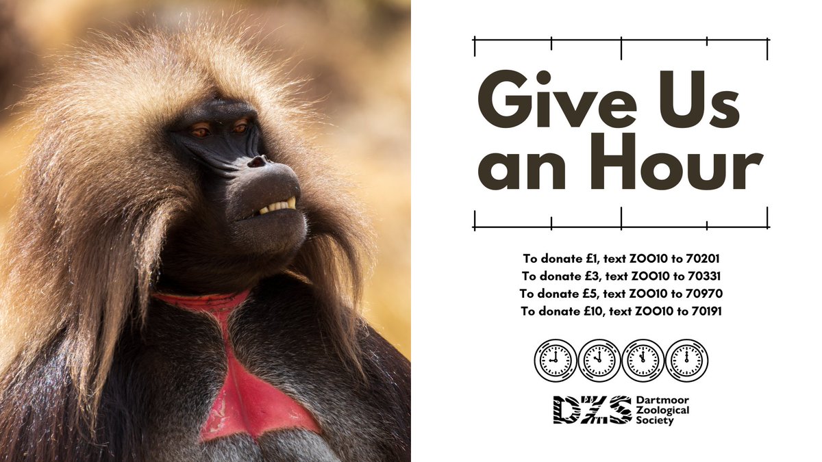 🌟 Give Us an Hour at Dartmoor Zoo! 🐾 Whether it's donating the equivalent of an hour's wage or fundraising for us, you'll play a vital role in overcoming financial challenges to care for our wonderful animals 🐒 Find out more ow.ly/JevB50Qnm9x 👈 #dartmoorzoo #Charity