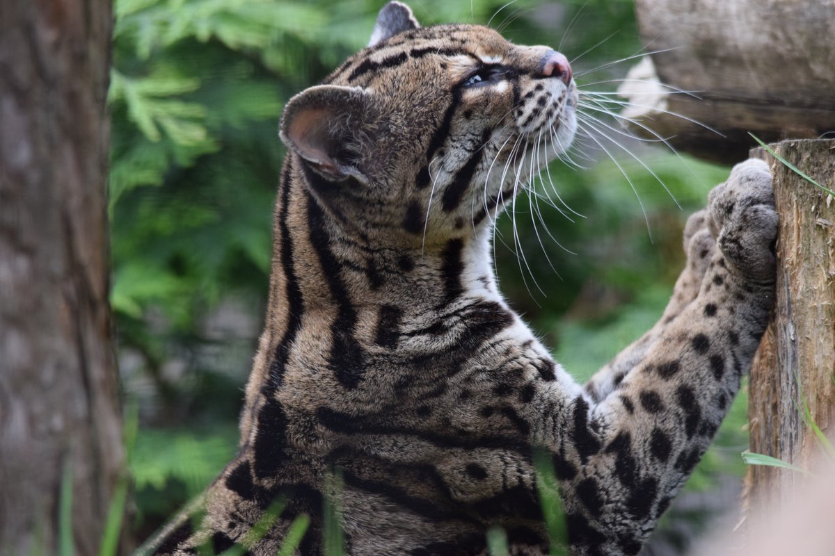WelshMountainZo's tweet photo. Are you a curious cat?
Discover more about #Margays today on the Bear Lawn and participate in our #charity raffle, including a grand prize of an all new Snow Leopard Animal Encounter for 2 at the #WelshMountainZoo!
#SupportingConservation #MargayforaDay #NationalZooOfWales https://t.co/XQ1DJbeDjl