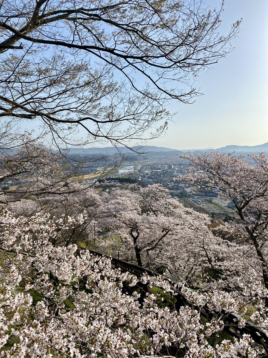 tabimasa's tweet photo. 船岡城址の桜＆一目千本桜を見に行ってきました。
とても素晴らしかったです。。。
#一目千本桜　#んだんだずんだ https://t.co/7zwueurBIG