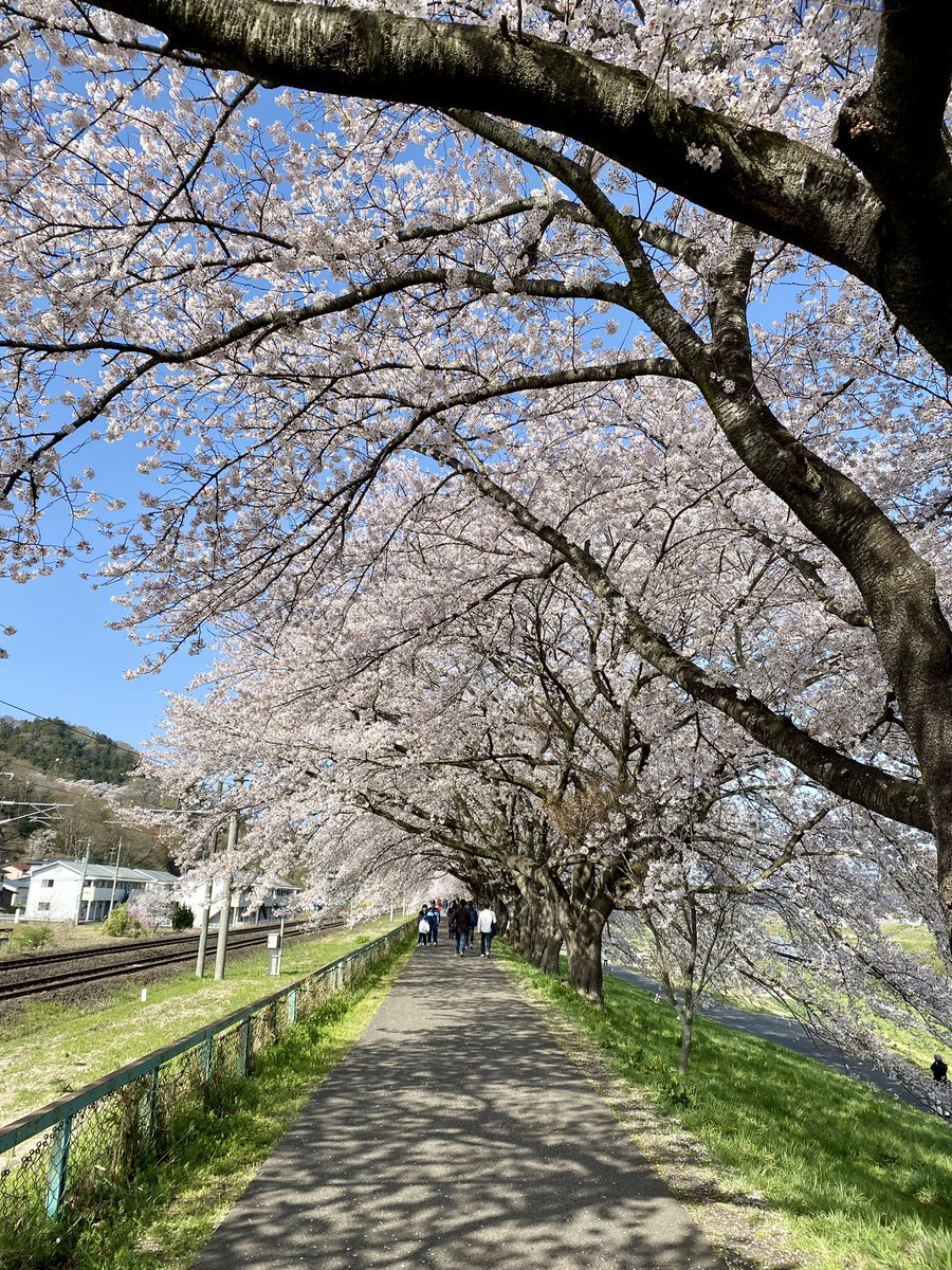 tabimasa's tweet photo. 船岡城址の桜＆一目千本桜を見に行ってきました。
とても素晴らしかったです。。。
#一目千本桜　#んだんだずんだ https://t.co/7zwueurBIG