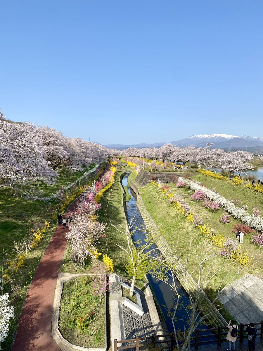 tabimasa's tweet photo. 船岡城址の桜＆一目千本桜を見に行ってきました。
とても素晴らしかったです。。。
#一目千本桜　#んだんだずんだ https://t.co/7zwueurBIG