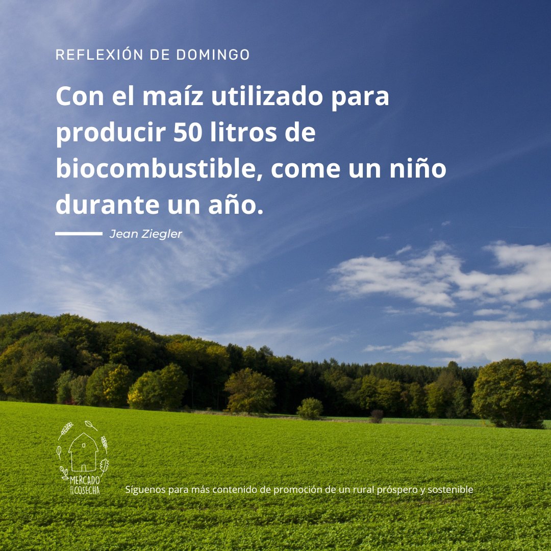 Reflexión de domingo: Con el maíz utilizado para producir 50 litros de biocombustible, come un niño durante un año. Jean Ziegler