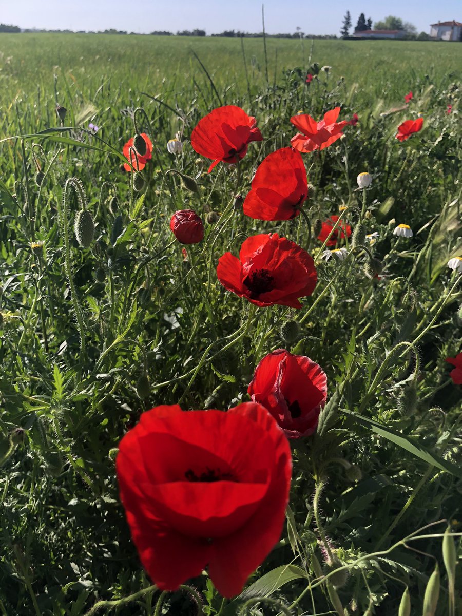 Don Elíseo Subiza ha sido el maestro de los que trabajamos en Aerobiología Clínica, y al llegar esta época tenía una regla: “detrás de las amapolas vienen las gramíneas”. Actualmente, los niveles bajos-medios de este tipo polínico suponen un limitado riesgo para los alérgicos.