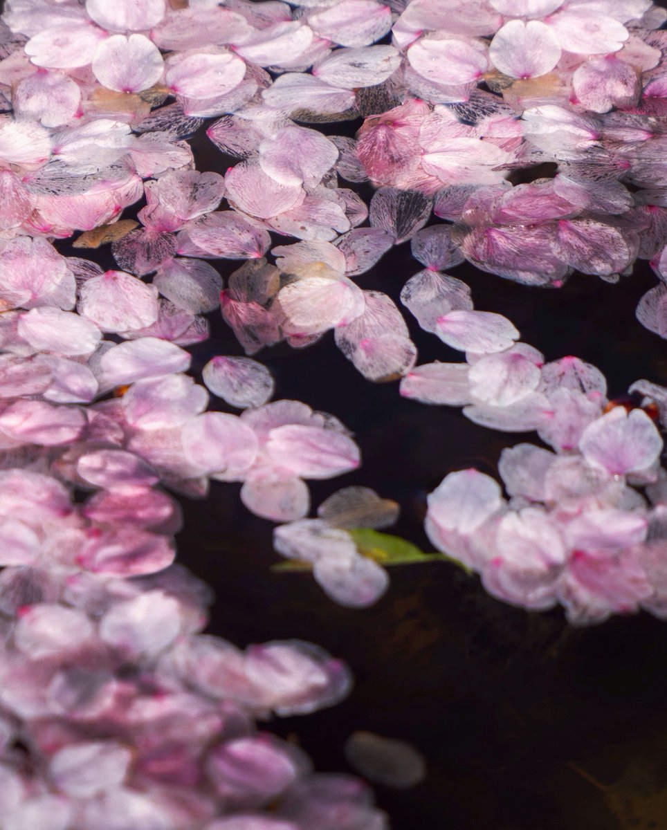 終わりゆく桜の透明感が最高なのでみてほしい