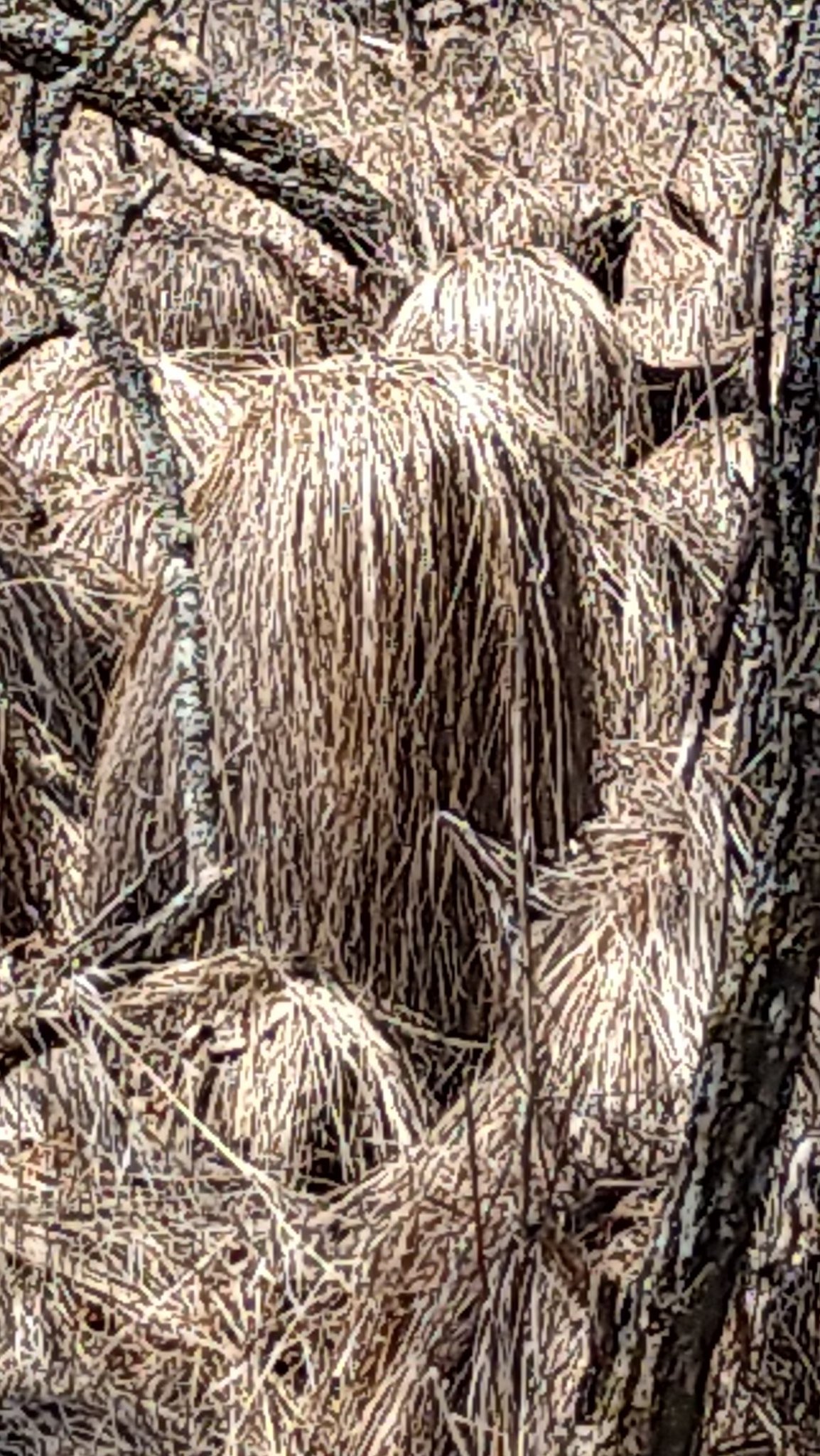 谷地坊主 51wnH3ZZ5tL._UF350,350_QL50_.jpg