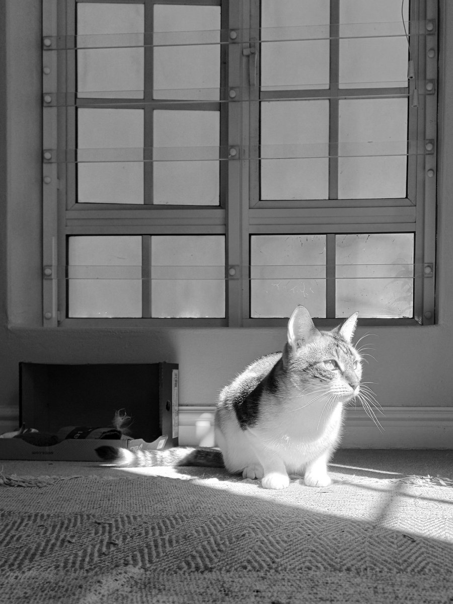 It's a sun day ☀️😸✨️

#sundayfunday #catlife #catsinblackandwhite #catsinsunbeams #windowkitty 

instagram.com/p/C5vHVaHIV0A/
