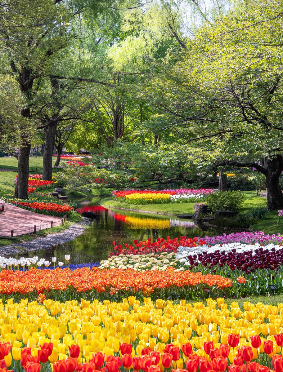 ash_nknx's tweet photo. 昭和記念公園の春はすごい！！！ https://t.co/OedwMbQqO9