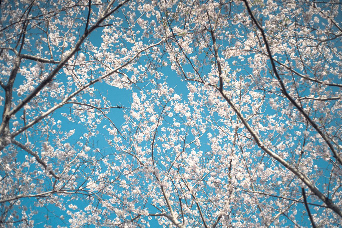 _shuto_filmsss's tweet photo. blue film. https://t.co/ceyrrAtgOR