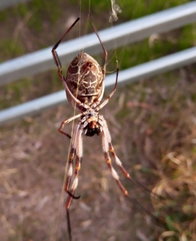 Nice pattern on this spider, and his web is thick and strong, you can almost play it.😀