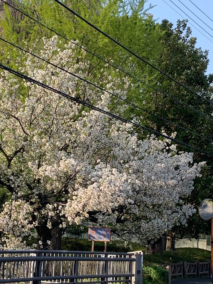 「気分転換に、近所の公園でお花見してきた葉桜だったけどいい気分転換になりましたあと」|🍓かゆらゆか🍓のイラスト