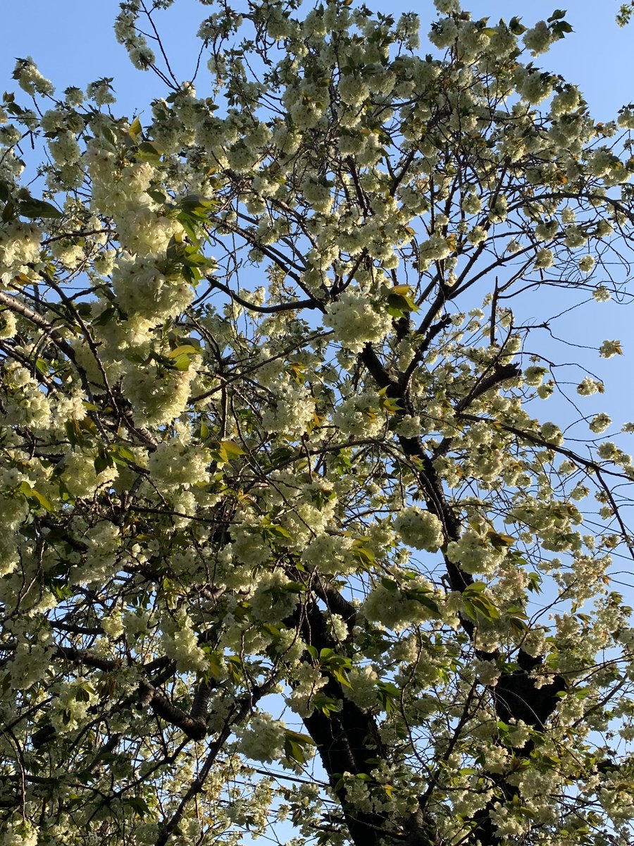 「気分転換に、近所の公園でお花見してきた葉桜だったけどいい気分転換になりましたあと」|🍓かゆらゆか🍓のイラスト