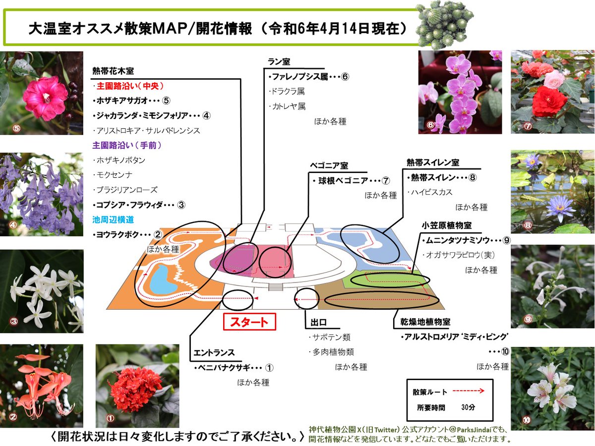 大温室オススメ散策MAP/開花情報を更新しました。   
くわしくは→tokyo-park.or.jp/park/jindai/as………… (広報係)  
#神代植物公園 #温室 #JindaiBotanicalGardens #botanicalgarden #Tokyo