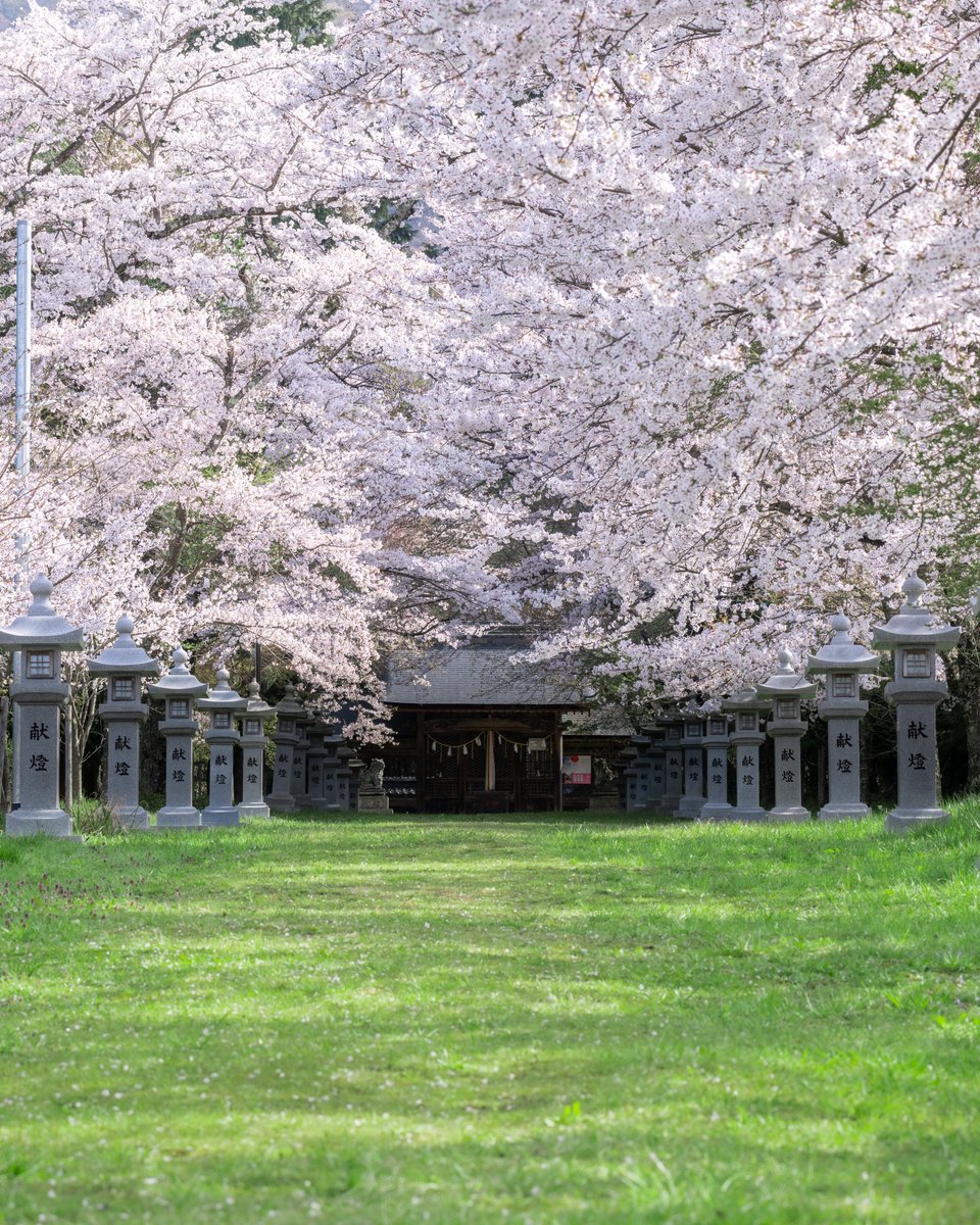 桜の参道