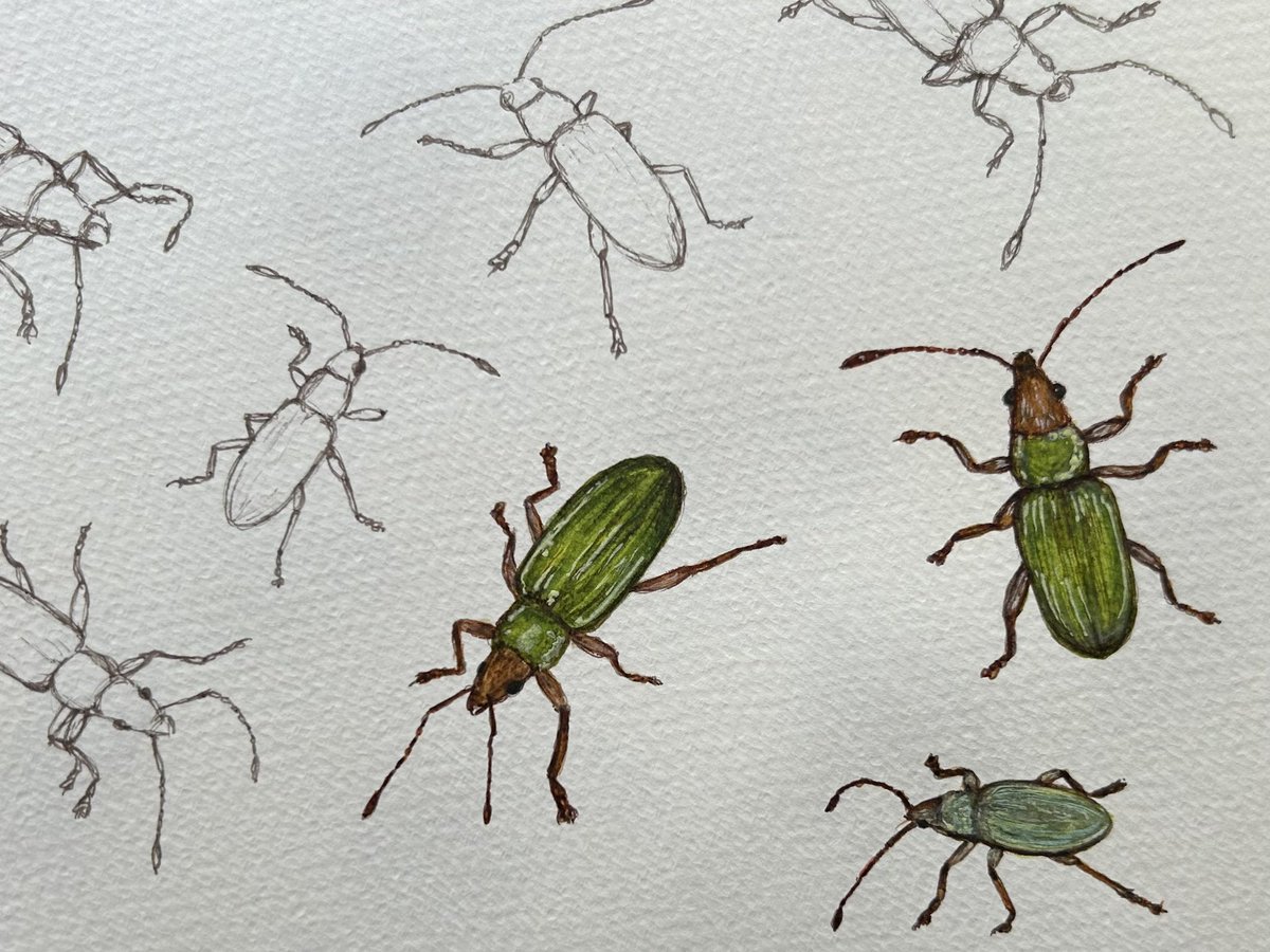 Drawings of a green weevil friend I recently met. #biodiversity #sketchbook #TwitterNatureCommunity #insects #weevil #glasgow #drawing #sketching