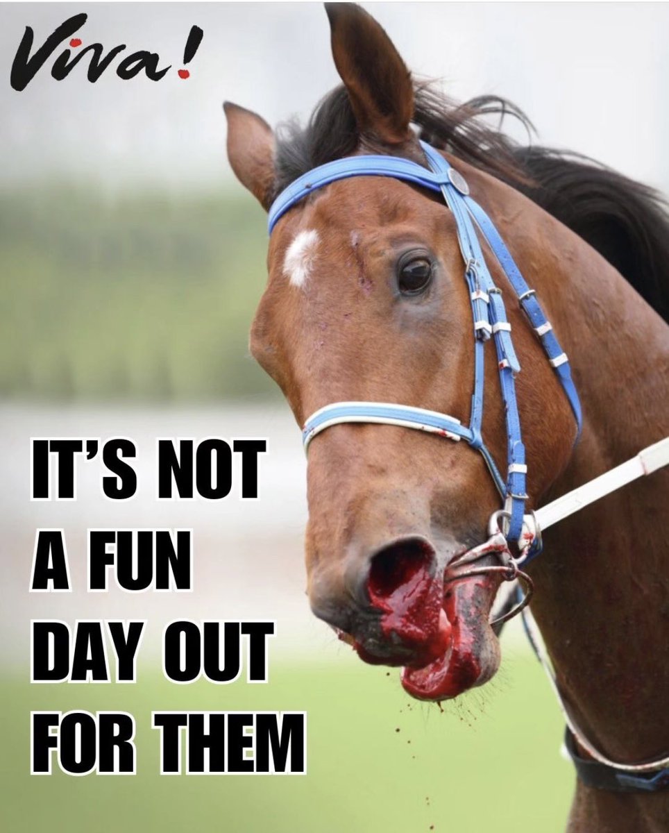 You bet. They Die. 
Horse racing is animal cruelty.

#YouBetTheyDie #GrandNational2024 #GrandNationalDisgrace