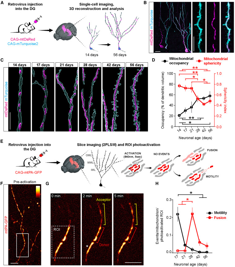 Mito_Therapy's tweet photo. Good Sunday Mito-friends, don't miss this new selection of papers related to Mitochondrial Medicine presorted by
@Bims_BiomedNews 

https://t.co/aqxG3NwYke

CAPTION: Enhanced mitochondrial fusion during a critical period of synaptic plasticity in adult-born neurons https://t.co/EXBC5xchT0