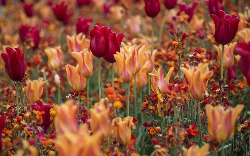 What do you need to do in the garden this month? Discover the essential list of gardening jobs in April. buff.ly/3vMiCMK