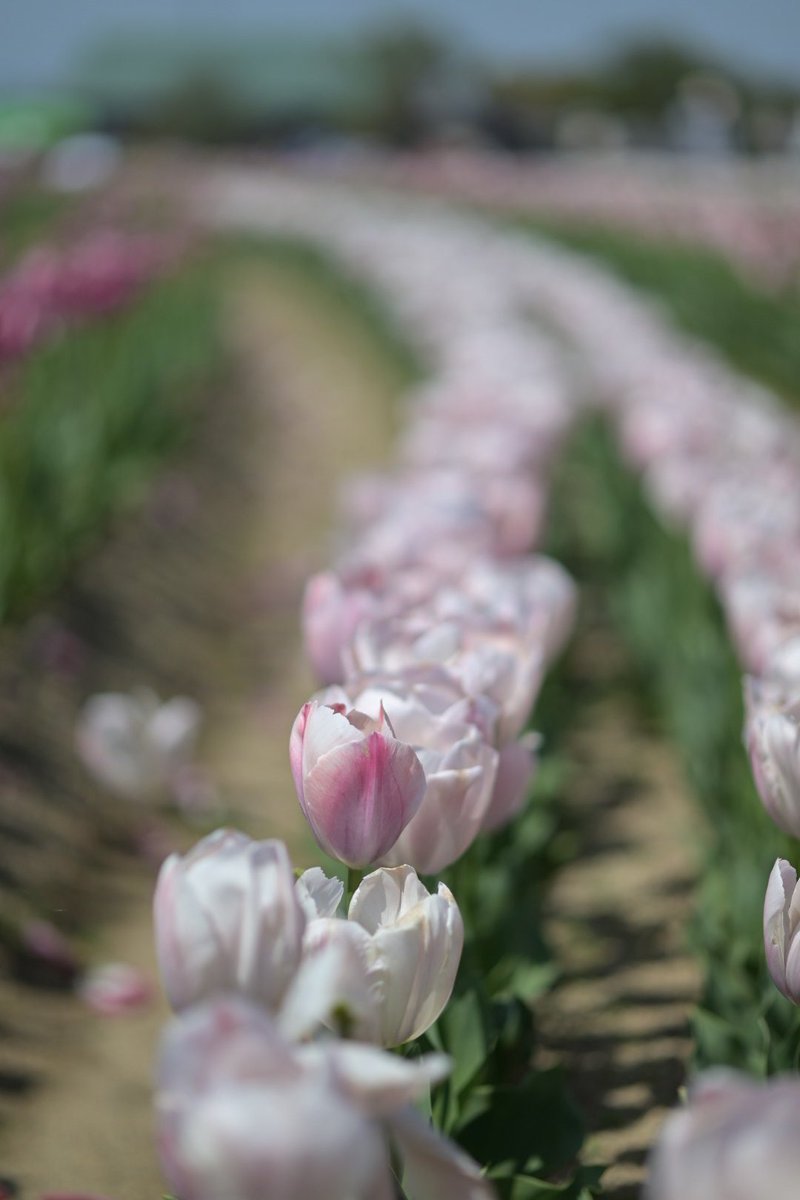 チューリップ畑行ってきますた
Camera→Nikon z5
Lens→AF-S Nikkor 85mm f1.8 g
#ファインダー越しの私の世界ᅠ 
#額装のない写真展 
#春2024